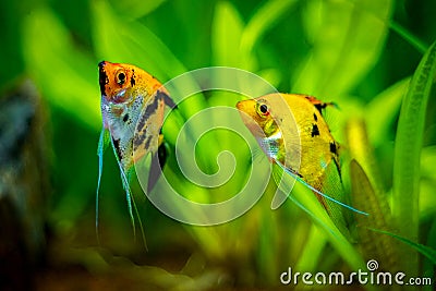 Couple of angelfishes Pterophyllum scalare isolated in tank fish with blurred background Stock Photo