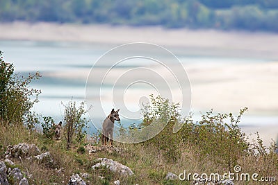 Couple of Apennine wolfs Stock Photo