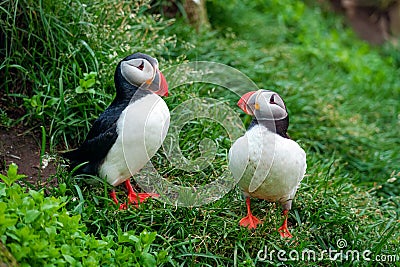 Couple Atlantic puffin living on edge of cliff of Atlantic ocean during summer at Iceland Stock Photo