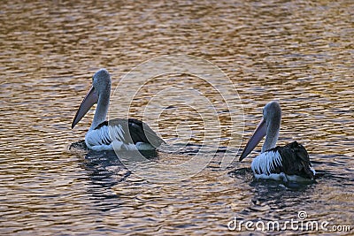 Couple of Australian Pelicans on water in sunset rays Stock Photo