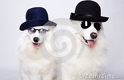 couple of beautiful dogs in glasses and hats Stock Photo