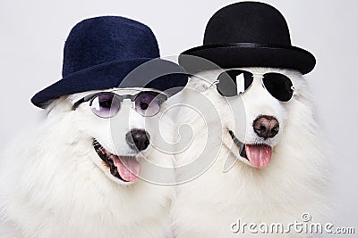 couple of beautiful dogs in glasses and hats Stock Photo