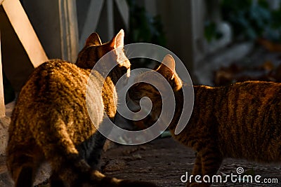 Two beautiful european cats in the park Stock Photo