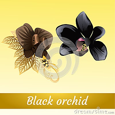 Couple of beautiful exotic black Orchid Vector Illustration