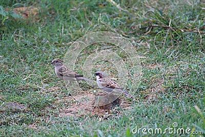Couple of beautiful indian sparrows on ground on the seek of insects and edibles Stock Photo