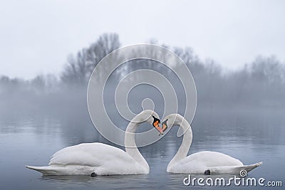 Couple of beautiful white swans wintering at lake. Foggy lake with birds. Romantic background Stock Photo