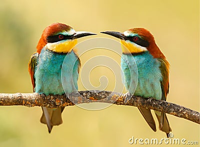 Beautiful kiss with a couple of bee-eaters Stock Photo