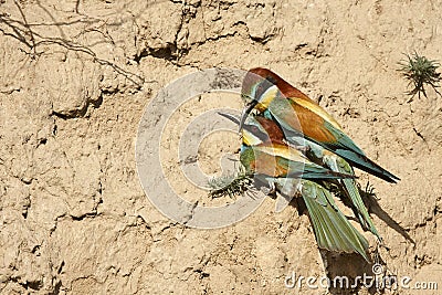 Couple of European bee-eaters Stock Photo