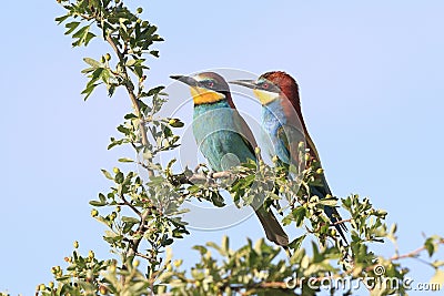 Couple of Bee-eaters on a tree Stock Photo