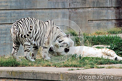 Couple of bengal tiger Stock Photo