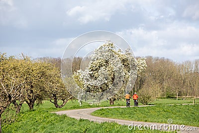 couple on bicycle passes blooming fruit tree on dike in betuwe part of holland Editorial Stock Photo