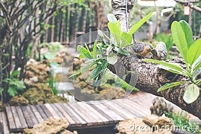 Couple birds statue on a tree background garden cafe Stock Photo