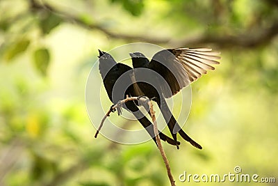 Couple of black drongos Dicrurus macrocercus sitting on branch and screaming or singing, native to the Indian Subcontinent, Stock Photo