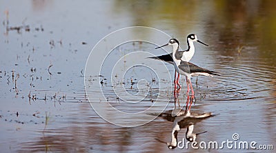 Couple of Black-winged Stilts Stock Photo