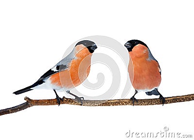 Couple of bright red birds bullfinches sitting on the branch i Stock Photo