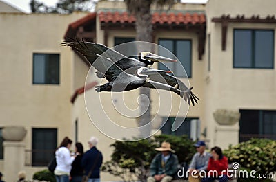 A couple of brown pelicans are flying closely as if `hand in hand`. Stock Photo