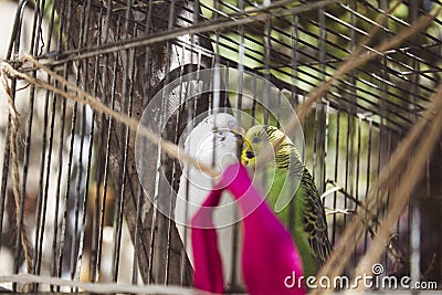 A couple of budgies are kissing Stock Photo