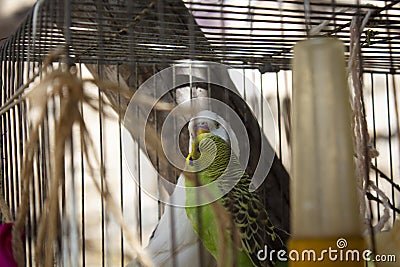 A couple of budgies are kissing Stock Photo