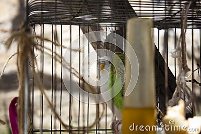 A couple of budgies are kissing Stock Photo