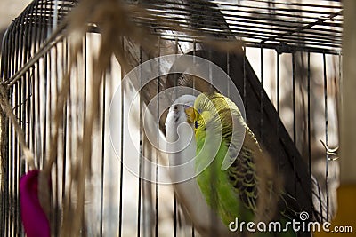 A couple of budgies are kissing Stock Photo