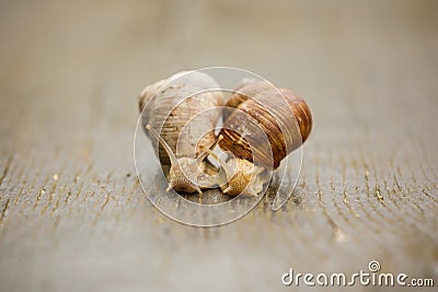 Couple of Burgundy snail Stock Photo