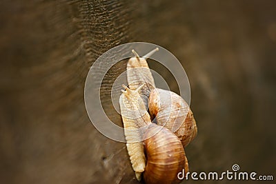 Couple of Burgundy snail Stock Photo