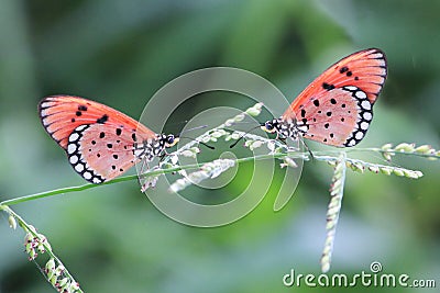 Couple butterfly beauty color at garden Stock Photo