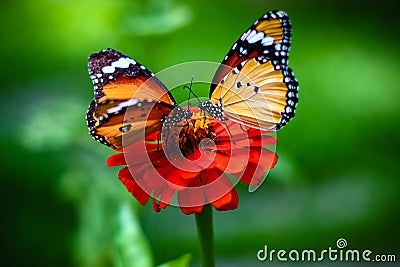 Couple Butterfly Stock Photo