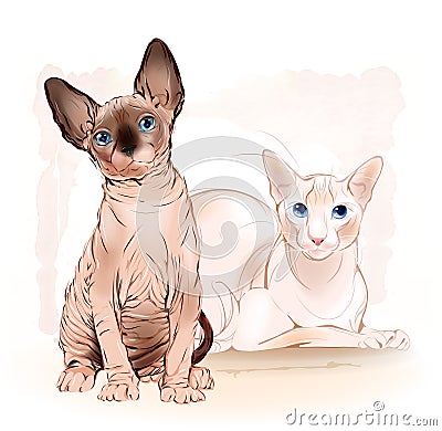 couple Canadian sphinx cats Vector Illustration