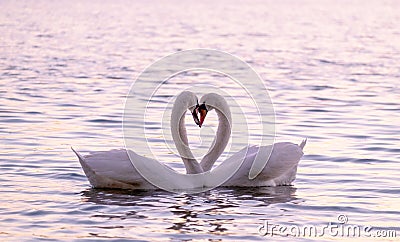 Couple of caressing white swans on the lake Stock Photo