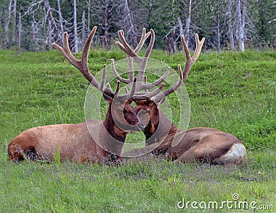 A Couple Of Caribou In Alaska Stock Photo