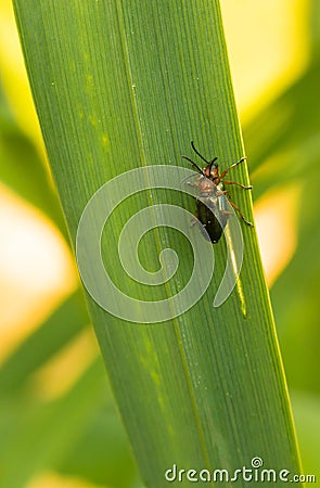 Couple of Cereal Leaf Beetles mating on grass Stock Photo