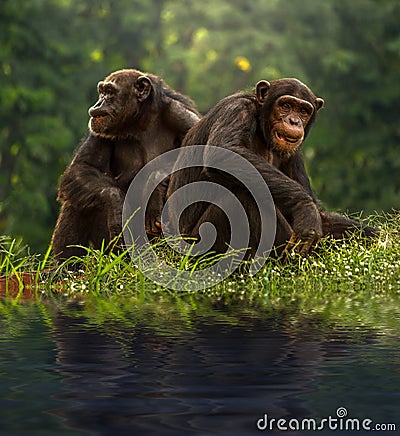 Couple chimpanzee sitting and relax Stock Photo