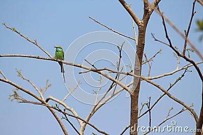 couple of cinnamon throated bee eaters perched on a dried tree in the noon time looking towards their right keenly Stock Photo