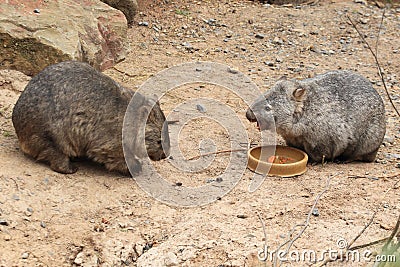 Couple of common wombats Stock Photo