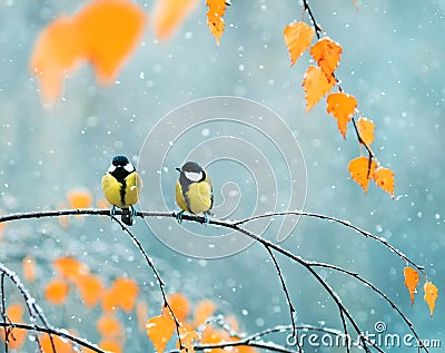 Couple of cute birds Tits in the Park sitting on a branch among Stock Photo