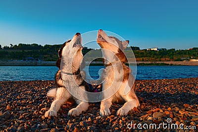 Couple cute husky dogs howl raising their muzzles up. Beautiful Siberian husky howling lying on river bank in rays setting sun. Stock Photo