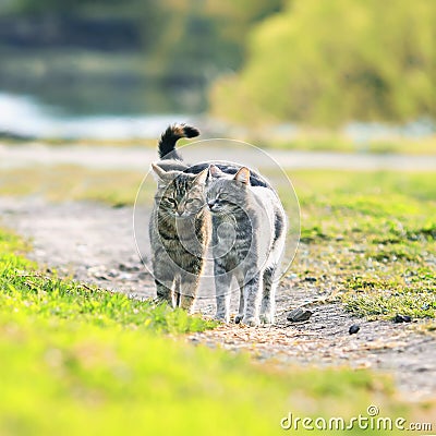 couple of cute striped cat friendly walk around in the juicy s Stock Photo