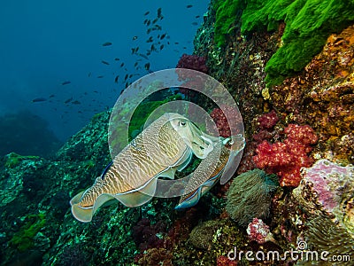 Couple Cuttlefish Mating Stock Photo