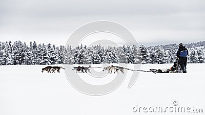 Couple dog sledding over a frozen lake near to the forest , high contrast Stock Photo