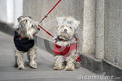 Couple dogs Stock Photo