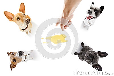 Couple of dogs pee urine at home Stock Photo