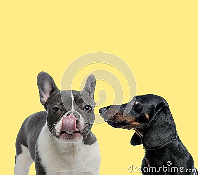 Couple of dogs licking mouth and looking ahead Stock Photo