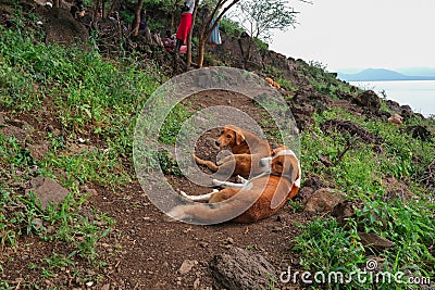 A couple of dogs resting Stock Photo