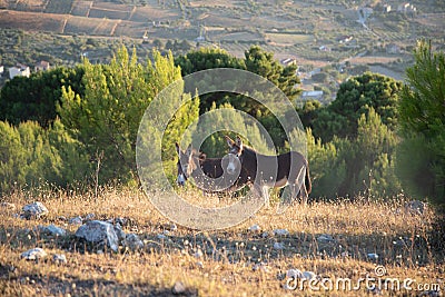 Couple of Donkeys Stock Photo