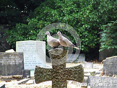 Couple of doves sitting on stone cross in cemetery Stock Photo