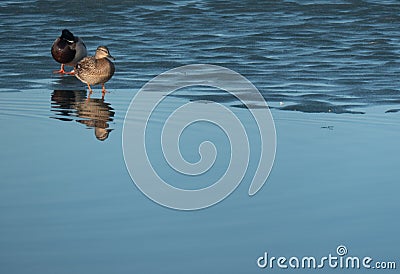 A duck pair for the water. love wings concept. Copy space. Stock Photo