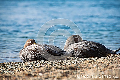couple of ducks lying on the shore of a lake Stock Photo