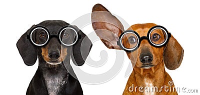 Couple of dumb nerd silly dachshunds Stock Photo
