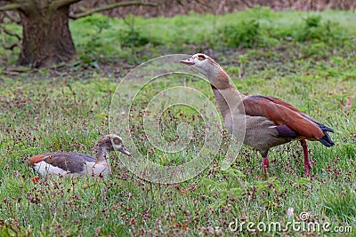 Couple of Egyptian goose, Alopochen aegyptiaca Stock Photo